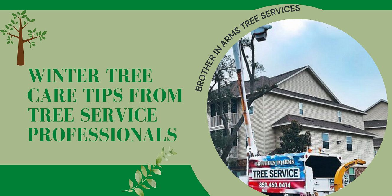 Winter Tree Care: Tips for the Season